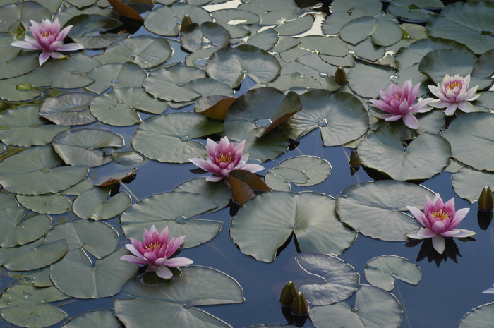 睡莲、池塘、湖玫瑰、花朵、开花植物、植物、自然之美、清新