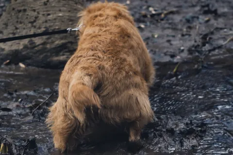 哺乳动物、野生动物、动物、熊、宠物、狗、狗、金毛猎犬