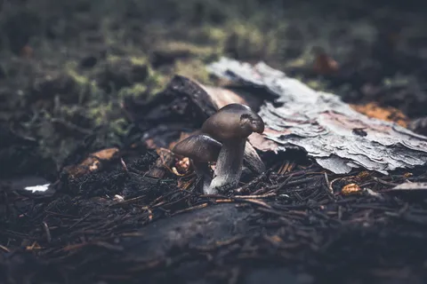 黑色、模糊、篝火、燃烧、燃烧、营火、煤炭、日光