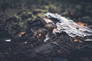 黑色、模糊、篝火、燃烧、燃烧、营火、煤炭、日光