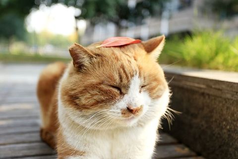 小猫，小新鲜，可爱，一只动物，哺乳动物，宠物，家畜，动物主题