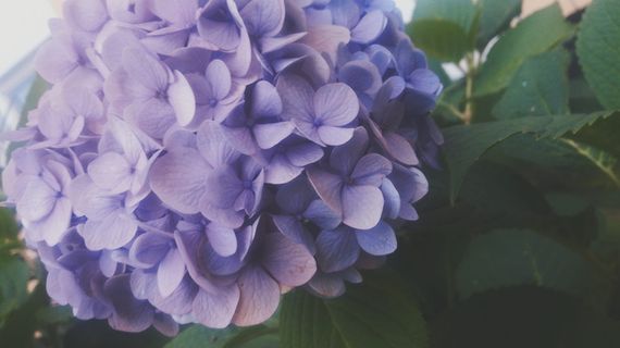 俄罗斯圣彼得堡,3-2。,美丽,花朵,花朵,开花植物,新鲜 俄罗斯圣彼得堡,3-2。,美丽,花朵,花朵,开花植物,新鲜