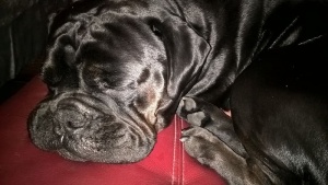 狗，宠物，狗，动物，哺乳动物，斗牛犬，斗牛犬，猎犬