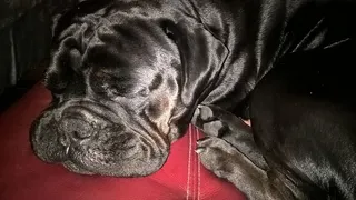 狗，宠物，狗，动物，哺乳动物，斗牛犬，斗牛犬，猎犬