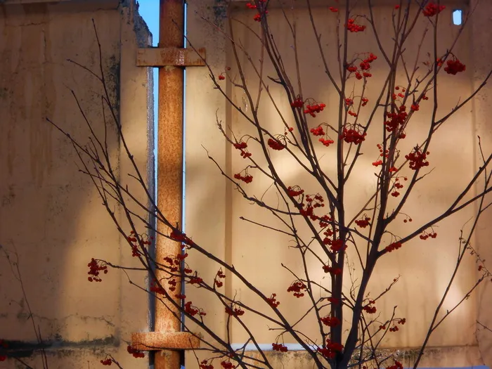 罗文，罗文莓，山梨，野灰，果核，罗文树，秋天，植物