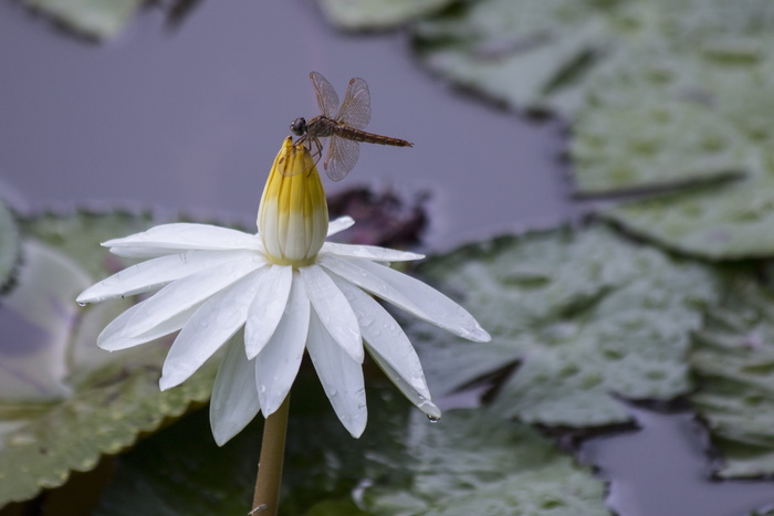 蜻蜓，莲花，蜻蜓花，花，开花植物，花瓣，脆弱性，植物