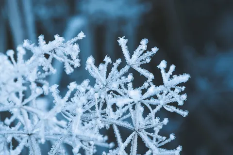 白花被雪覆盖 白花被雪覆盖