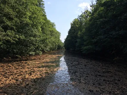 masuria,树,树叶,秋天,植物,生长,自然,白天 masuria,树,树叶,秋天,植物,生长,自然,白天