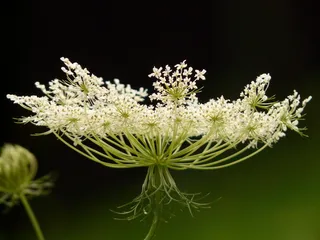 特写，照片，白色，有花瓣的花，野生胡萝卜，花园植物，野花，花朵
