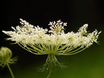 特写,照片,白色,有花瓣的花,野生胡萝卜,花园植物,野花,花朵 特写,照片,白色,有花瓣的花,野生胡萝卜,花园植物,野花,花朵