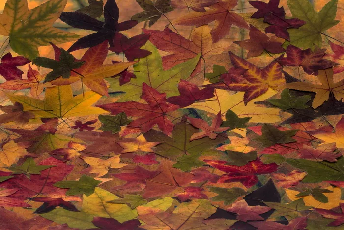 树叶，五颜六色，琥珀色，树，琥珀色树，琥珀色树叶，构成，排列