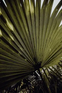 葡萄牙里斯本贝伦热带植物园 葡萄牙里斯本贝伦热带植物园