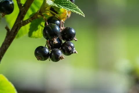 醋栗,黑,黑醋栗,健康,水果,浆果,黑浆果,花园 醋栗,黑,黑醋栗,健康,水果,浆果,黑浆果,花园