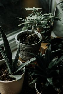 白盆芦荟 白盆芦荟