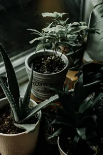 白盆芦荟 白盆芦荟