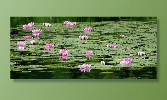 粉色,荷花,绿色,睡莲垫,风景,自然,湖泊,睡莲 粉色,荷花,绿色,睡莲垫,风景,自然,湖泊,睡莲