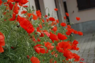 罂粟，野花，开花，花，植物，开花植物，生长，红色