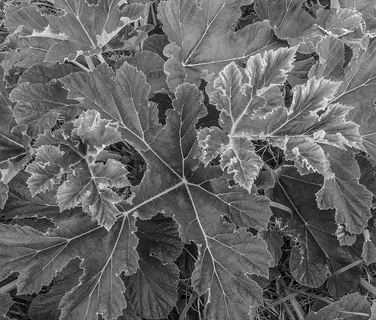 植物，叶子，树，纹理，橡树，盆栽植物，花瓶，陶器