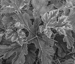 植物，叶子，树，纹理，橡树，盆栽植物，花瓶，陶器