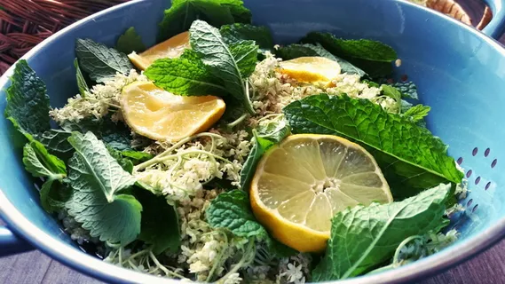 接骨木、薄荷、柠檬、香草、绿色、芳香、树叶、烹饪