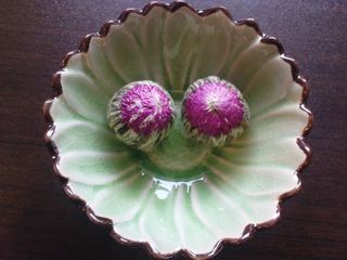 T恤，茶花，亚洲，红色，新鲜度，花，开花植物，特写