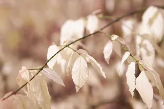 秋天，秋天，树叶，树叶，树叶，季节性，黄色，11月