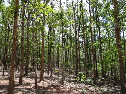 柚木,森林,蒲公英,卡纳塔克邦,印度,柚木森林,野生,旅游 柚木,森林,蒲公英,卡纳塔克邦,印度,柚木森林,野生,旅游