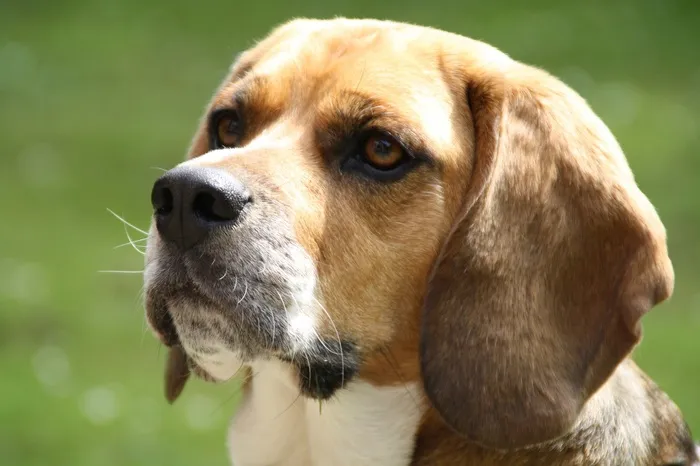 小猎犬、小狗、宠物、好友、小狗、婚礼、特写、一只动物