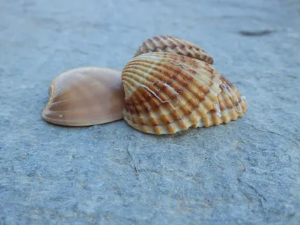 贝壳,海洋生物,海洋,夏天,自然,设计,假期,热带 贝壳,海洋生物,海洋,夏天,自然,设计,假期,热带
