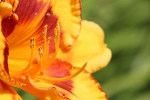 花，花粉，雌蕊，自然，植物，特写，花瓣，黄色