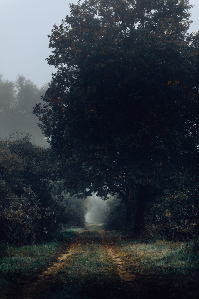 绿叶树，树，植物，前进的道路，方向，宁静，生长，自然