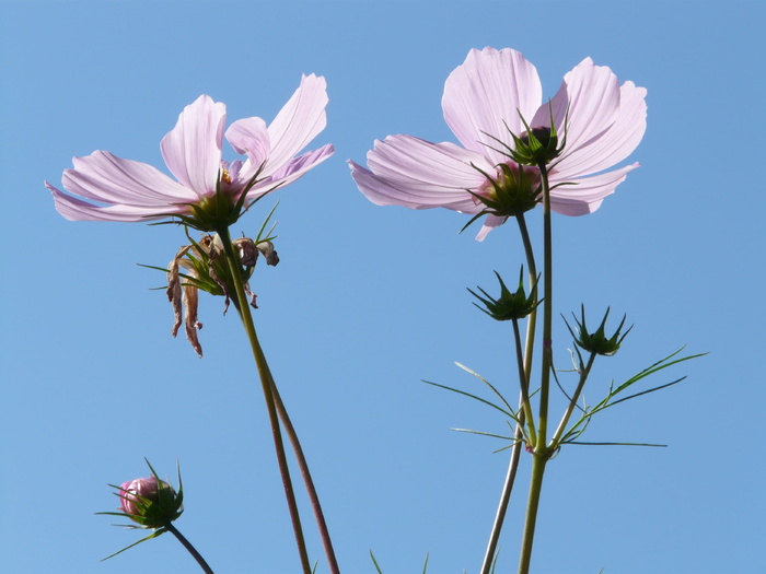 花，开花，开花，cosmea，浅粉色，半透明，釉面，包括贯穿，细丝