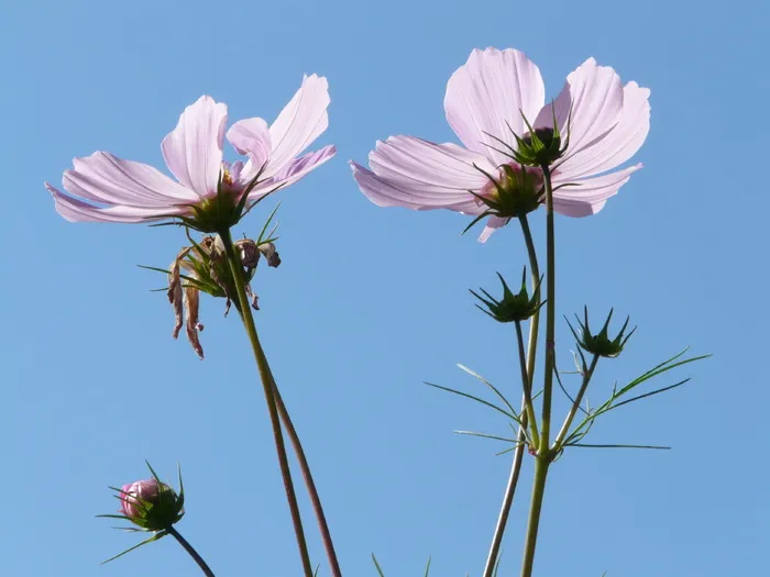 花，开花，开花，cosmea，浅粉色，半透明，釉面，包括贯穿，细丝