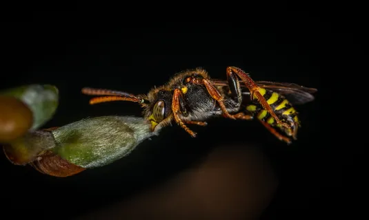 黄蜂的微距摄影 黄蜂的微距摄影
