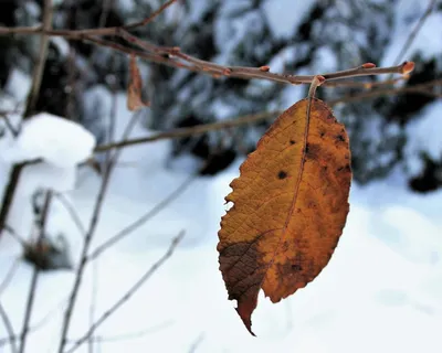 雪，自然，最后，黄叶，阿尔卑斯山，山脉，风景，白色