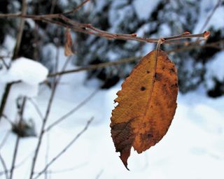 雪，自然，最后，黄叶，阿尔卑斯山，山脉，风景，白色