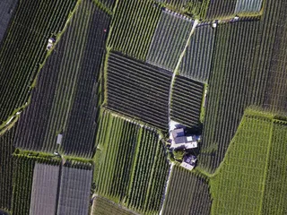 运动，种植，农业，种植，意大利，meleto，水果，房子