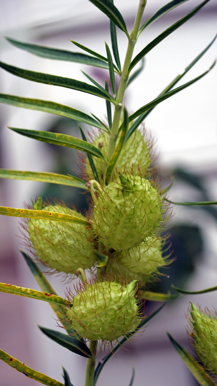 植物，绿色，多刺，多毛，分枝，生长，绿色，叶