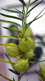 植物，绿色，多刺，多毛，分枝，生长，绿色，叶