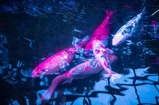 美国、芝加哥、林肯公园动物园、锦鲤、粉红、水、自然、湖泊