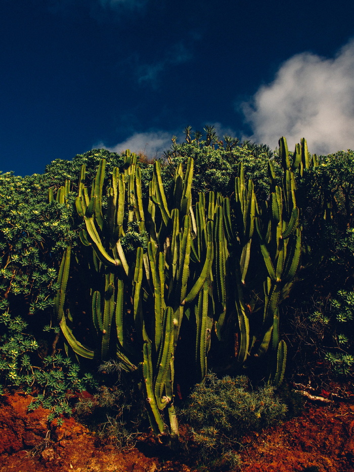 绿色植物