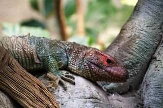 爬行动物, 动物, 蜥蜴, 鬣蜥, 德国, 汉堡, tierpark hagenbeck, 木