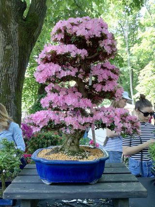 意大利、米兰、via palestro、pink、orticola、米兰、园艺、树木