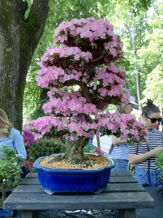 意大利、米兰、via palestro、pink、orticola、米兰、园艺、树木