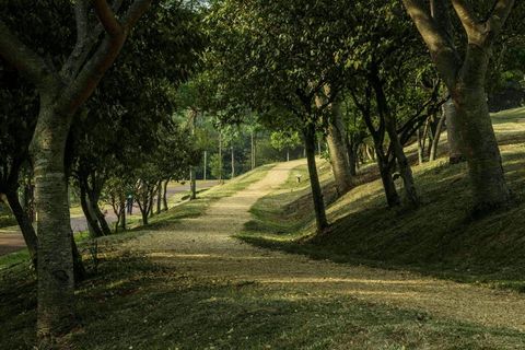 树木,自然,小径,路径,公园,自然,小径,树木,户外 树木,自然,小径,路径,公园,自然,小径,树木,户外