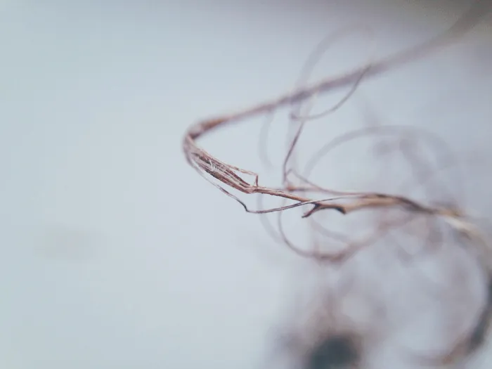 韦斯特博克，博克，简约，简约，宏观，干净，简单，简单