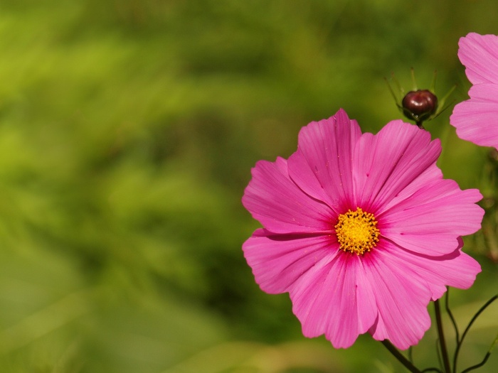 选择性，聚焦照片，粉红色，花瓣花，背景，花，花卉，花园