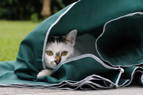 猫, 猫科动物, 玩耍, 阳伞, 动物, 家猫, 宠物, 家养动物