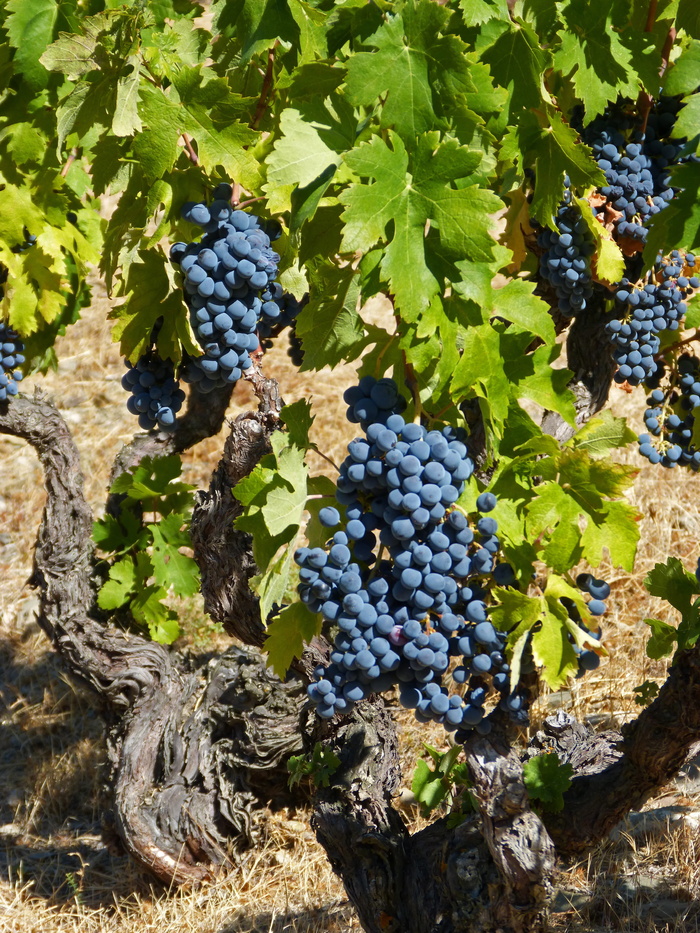 葡萄树，priorat，老葡萄园，garnatxa，葡萄园，板岩，利科雷拉，葡萄栽培