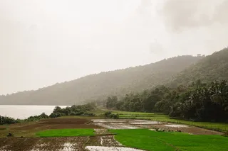 稻田，灰色，多云，天空，绿色，草，田野，白天